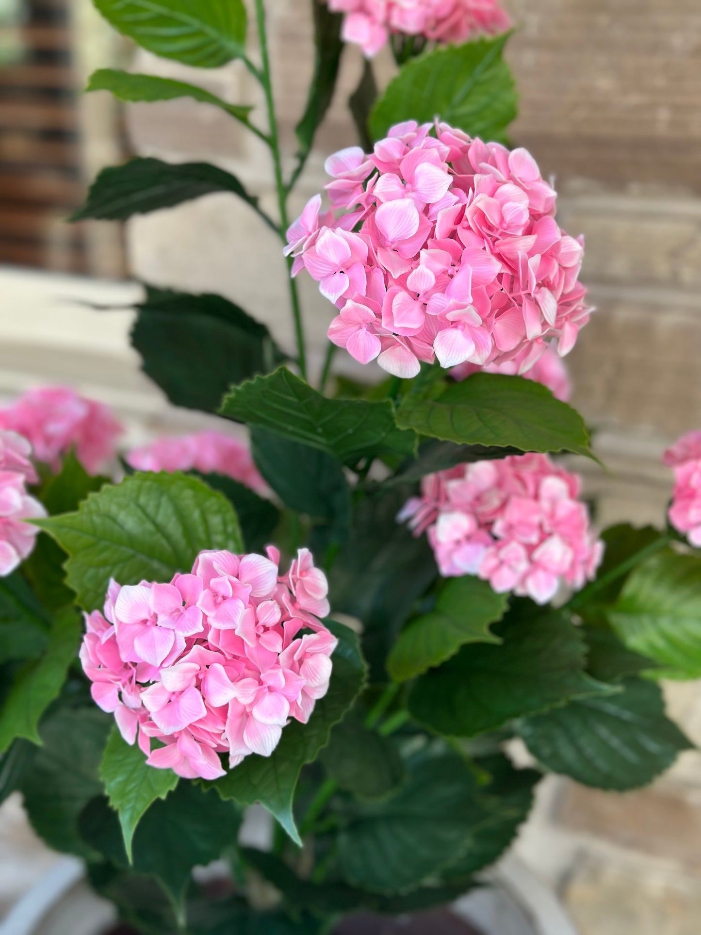 Pink Hydrangea Bush in Pot