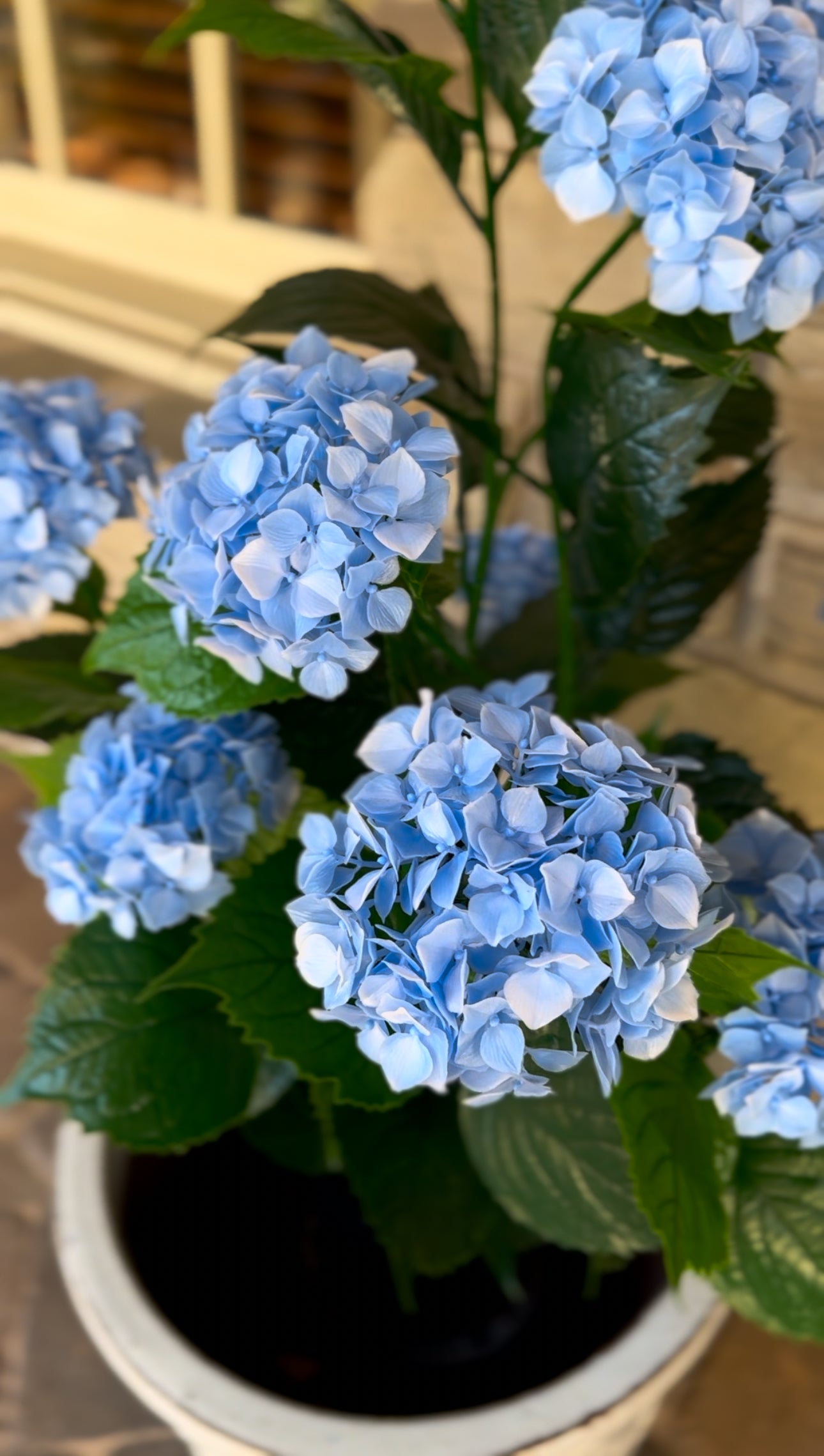 Blue Hydrangea Bush in Pot