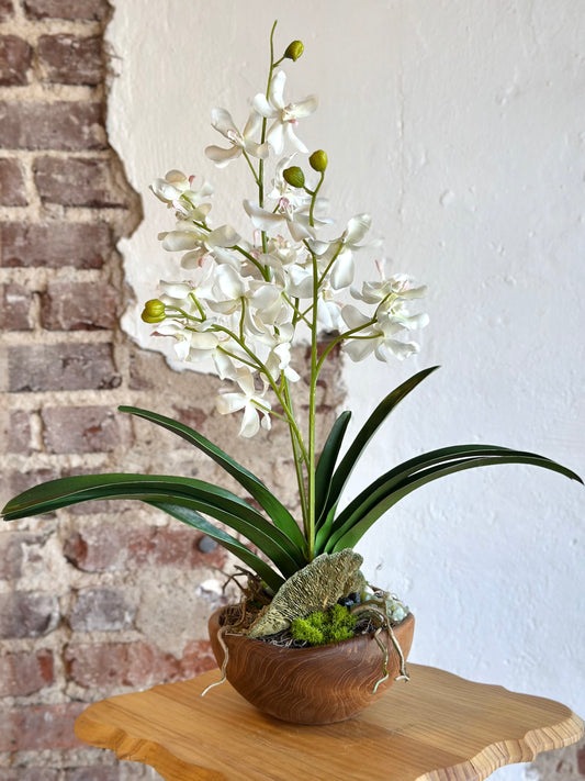 Orchid in Hand Carved Bowl - White