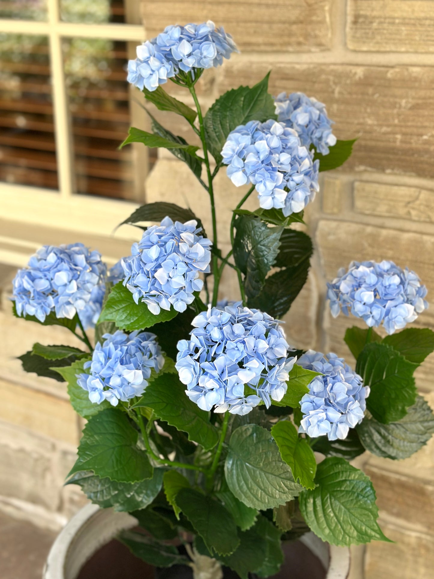 Blue Hydrangea Bush in Pot