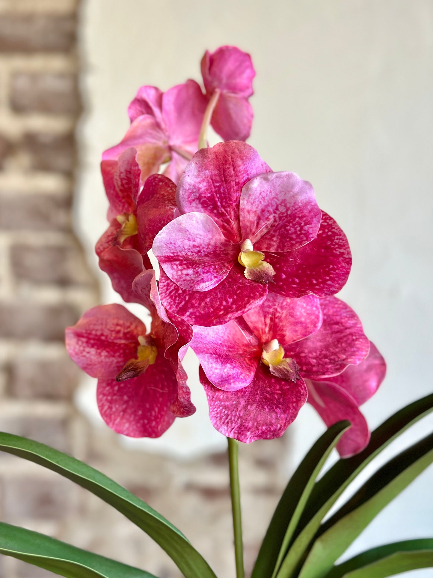 Hot Pink Orchid and Foliage