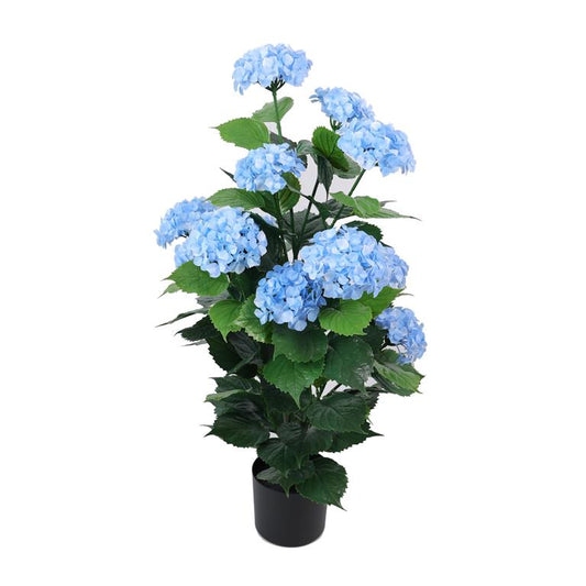 Blue Hydrangea Bush in Pot