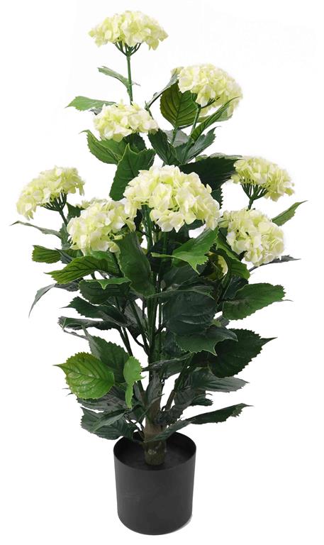 White Hydrangea Bush in Pot