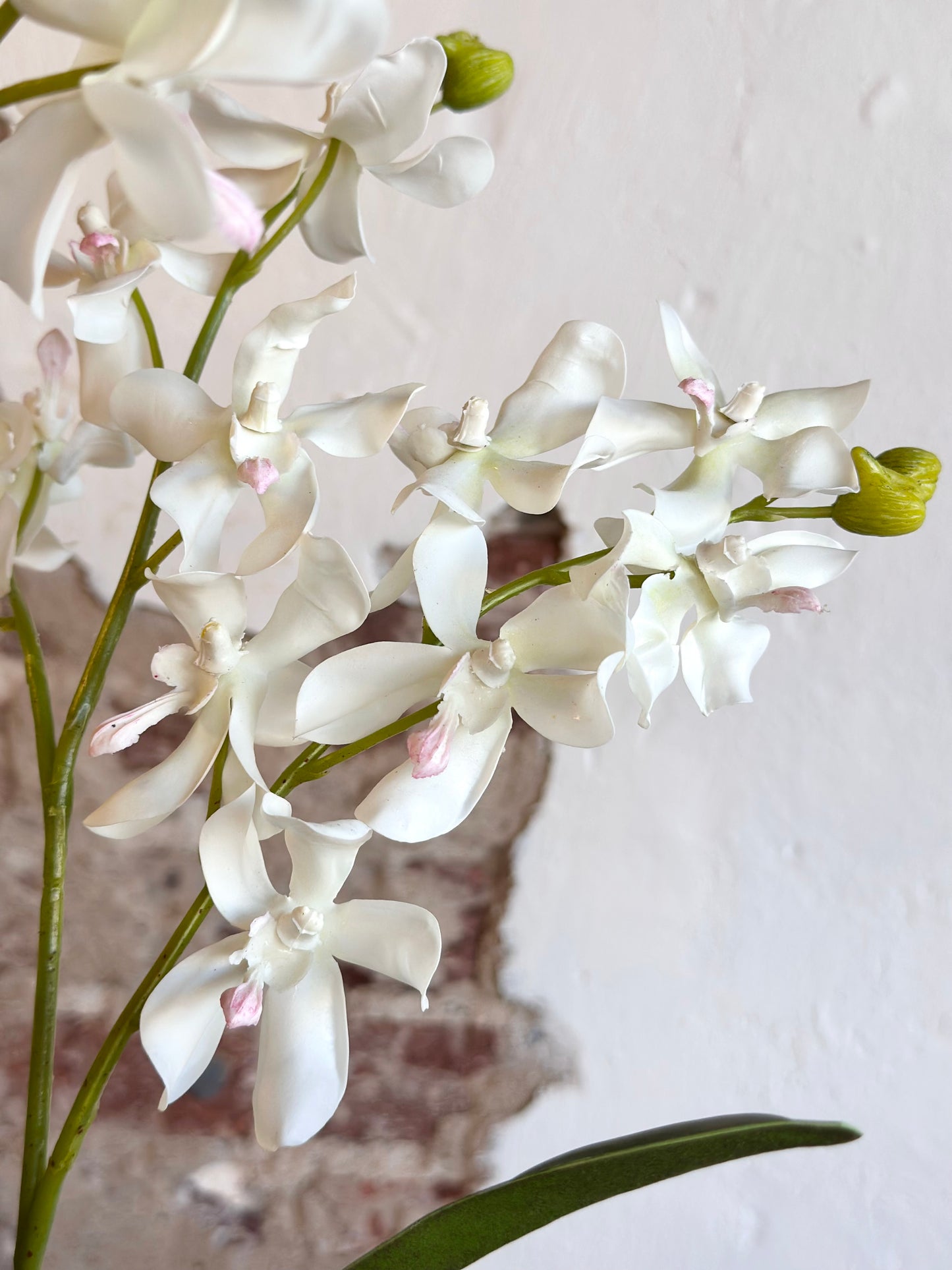 Orchid in Hand Carved Bowl - White