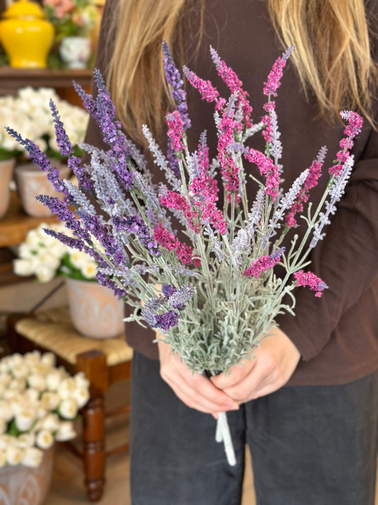 22" English Lavender Bush