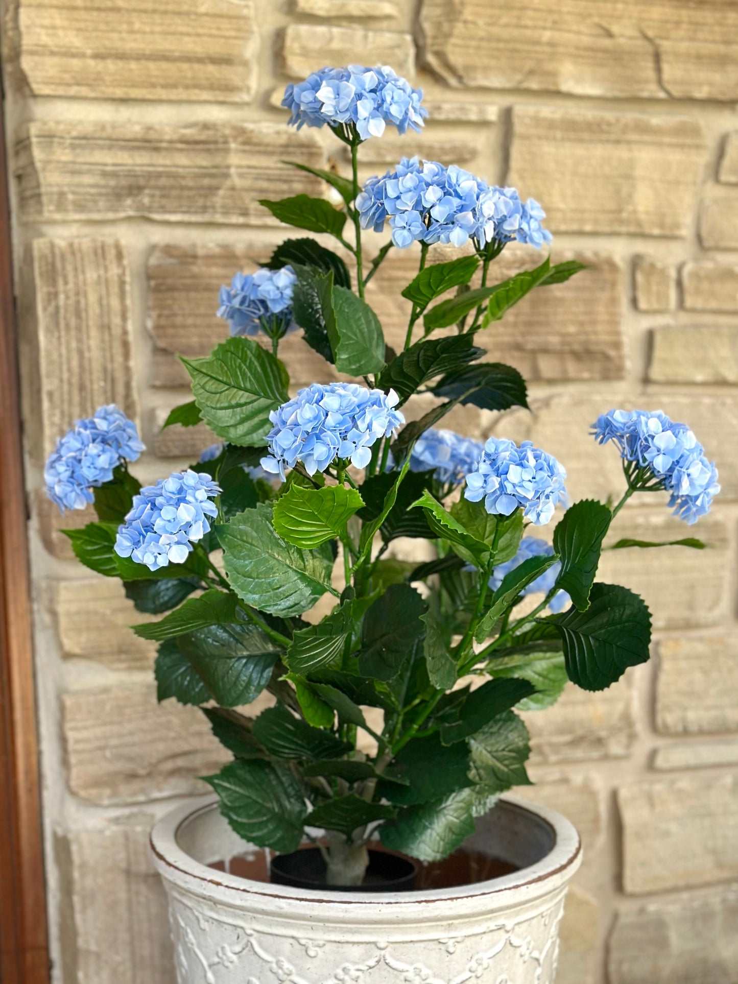 Blue Hydrangea Bush in Pot