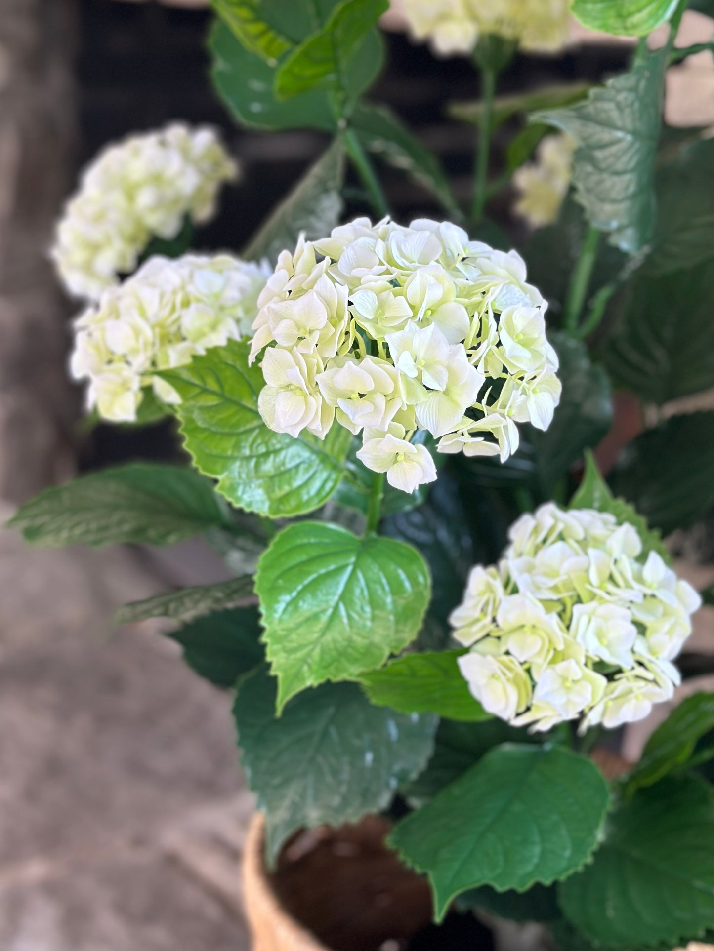 White Hydrangea Bush in Pot