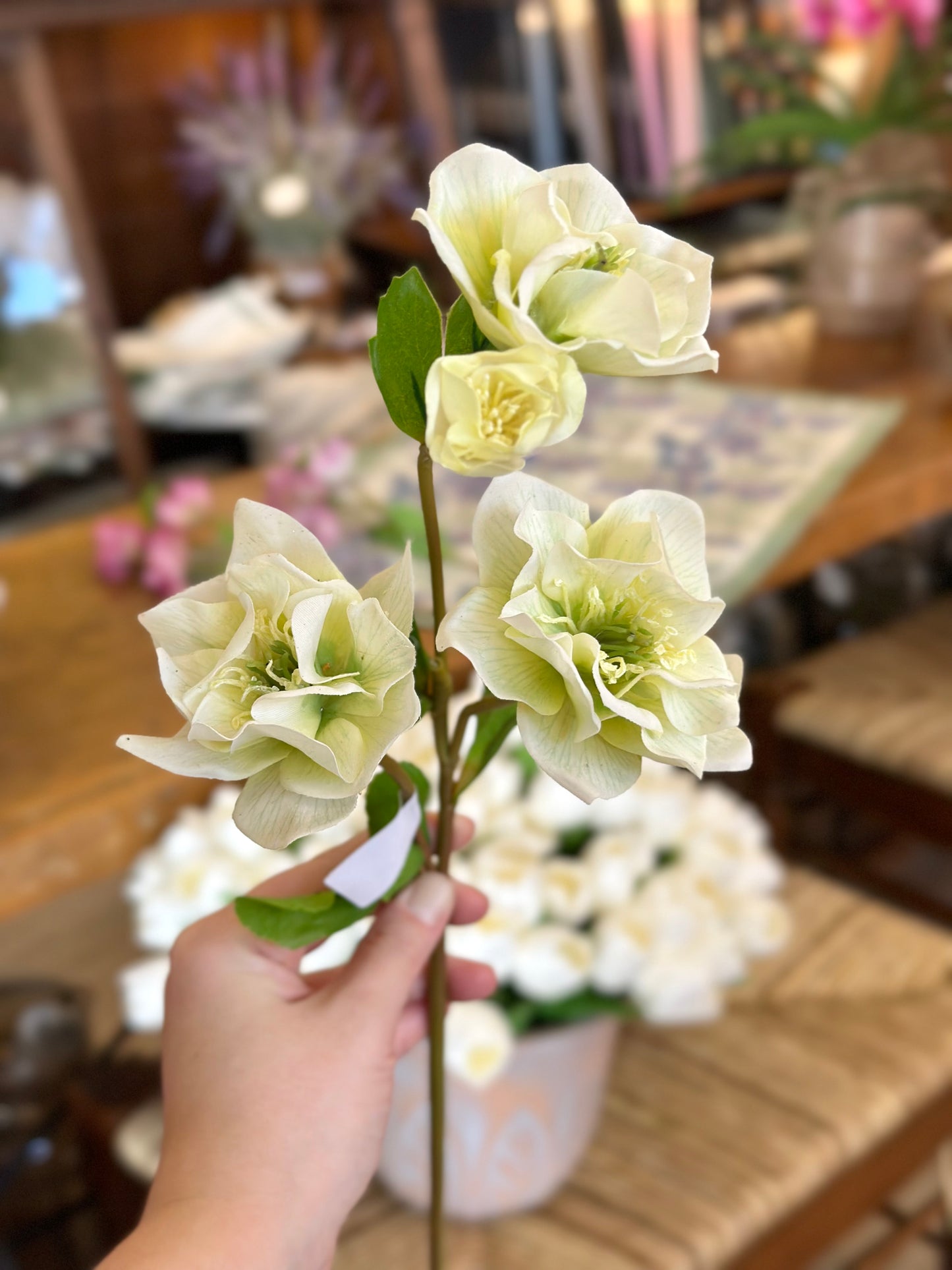 24" Just Cut Helleborus w/Bud