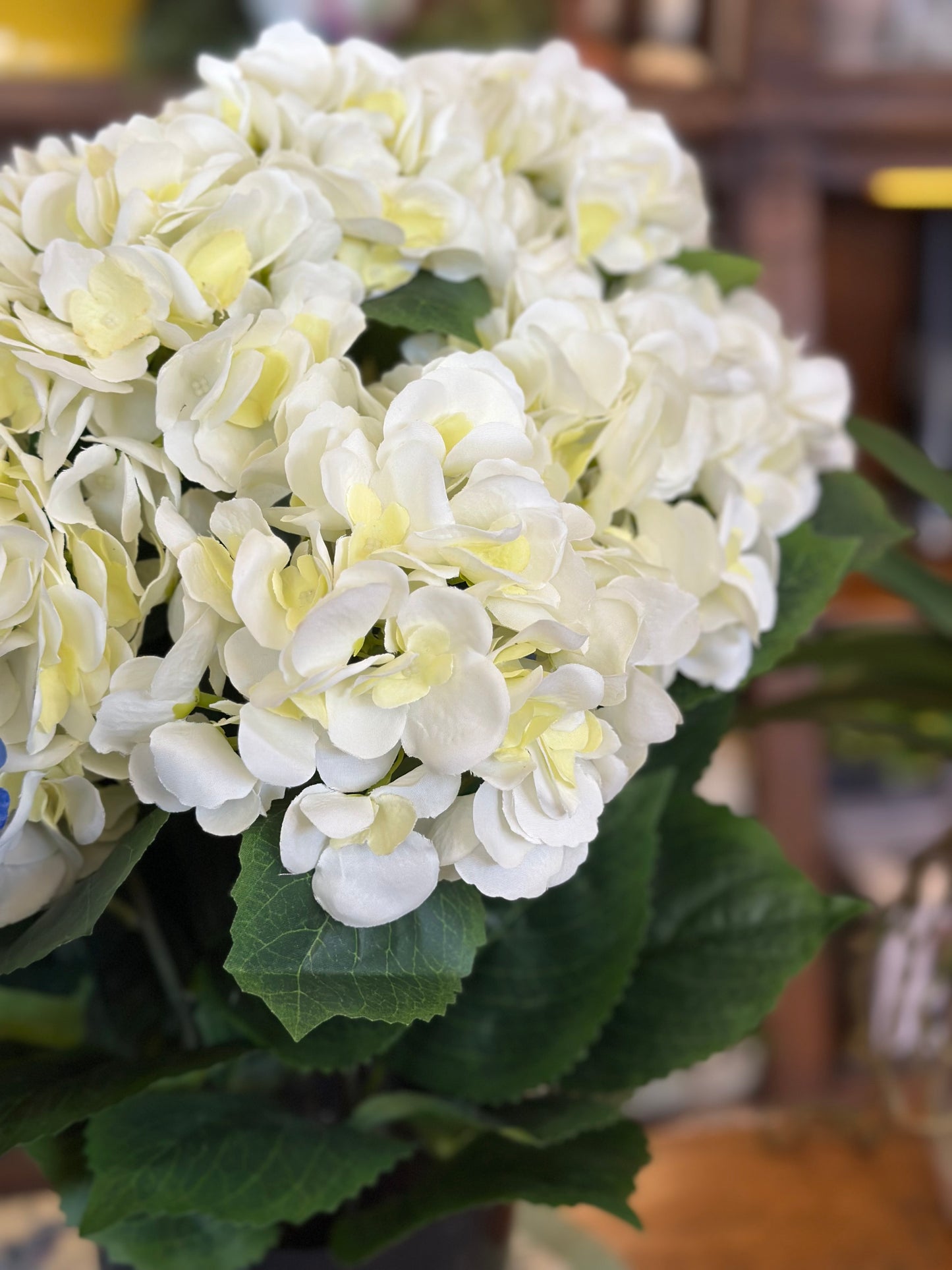 22" Potted Garden Hydrangea