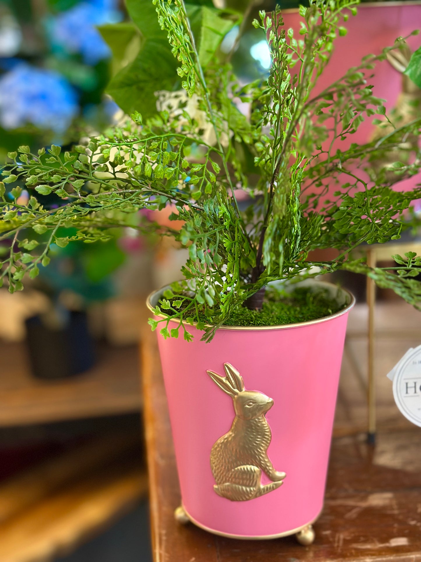 Maidenhair Potted Fern