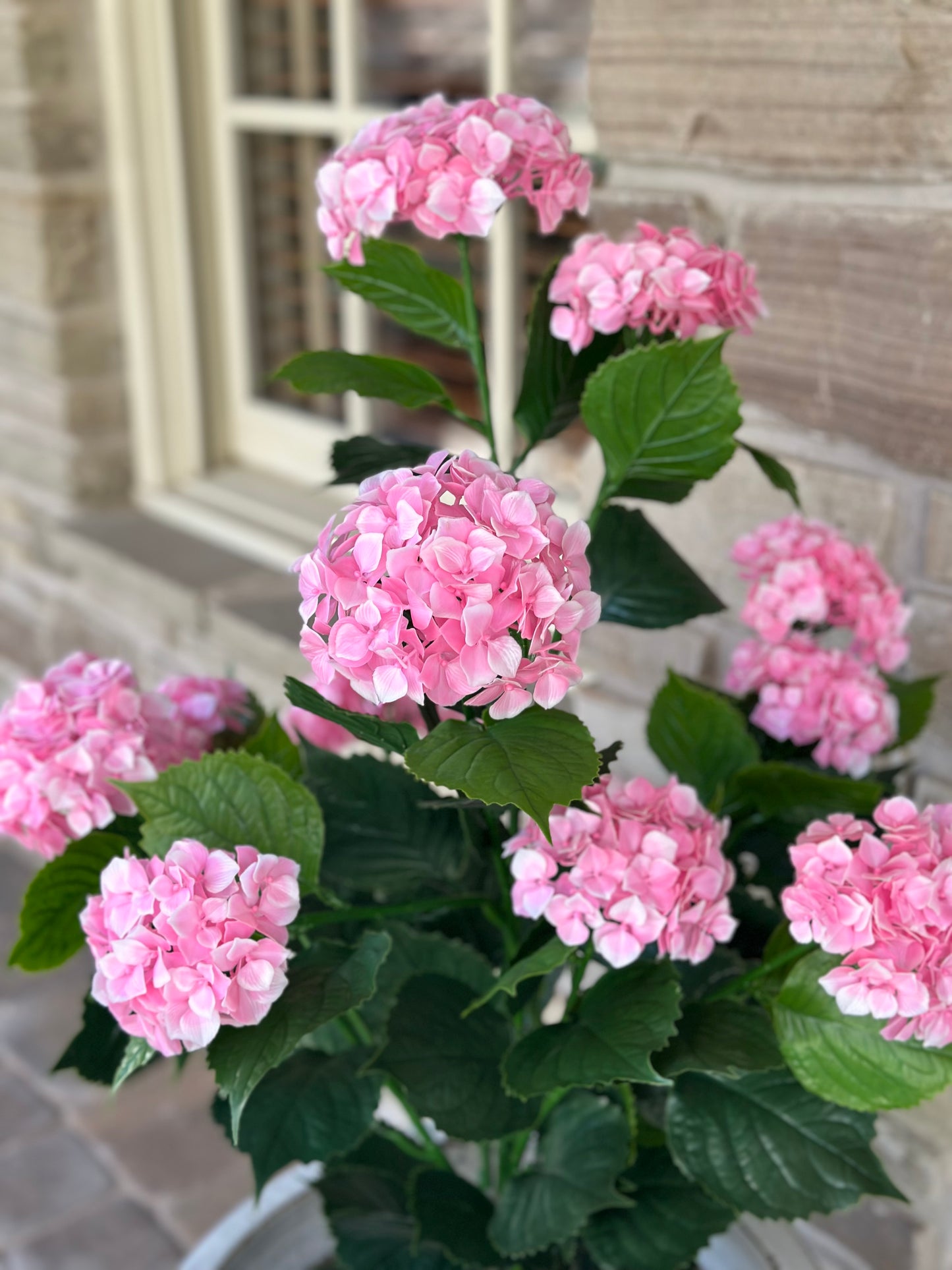 Pink Hydrangea Bush in Pot