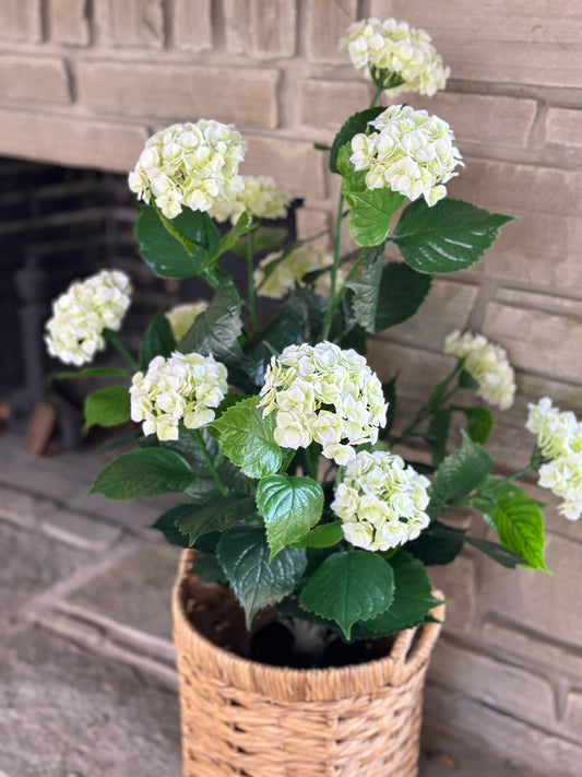 White Hydrangea Bush in Pot