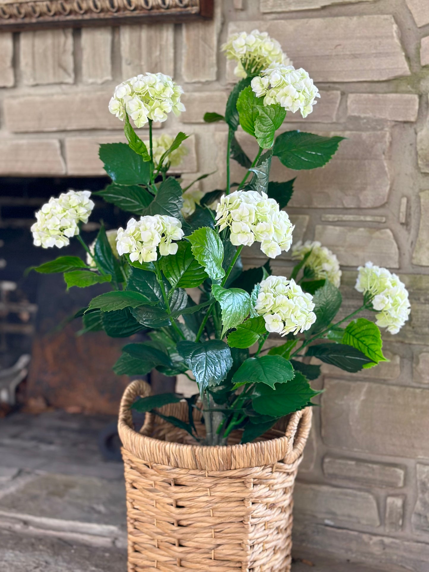 White Hydrangea Bush in Pot