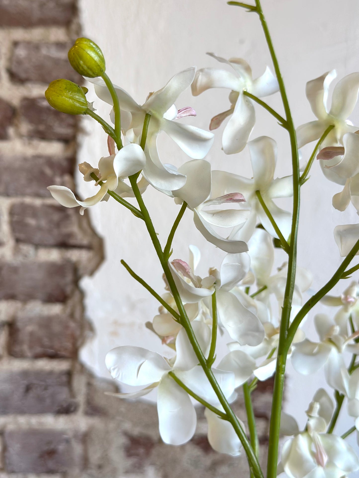 White Orchid & Foliage