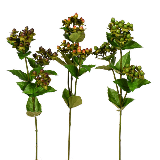 27" HYPERICUM