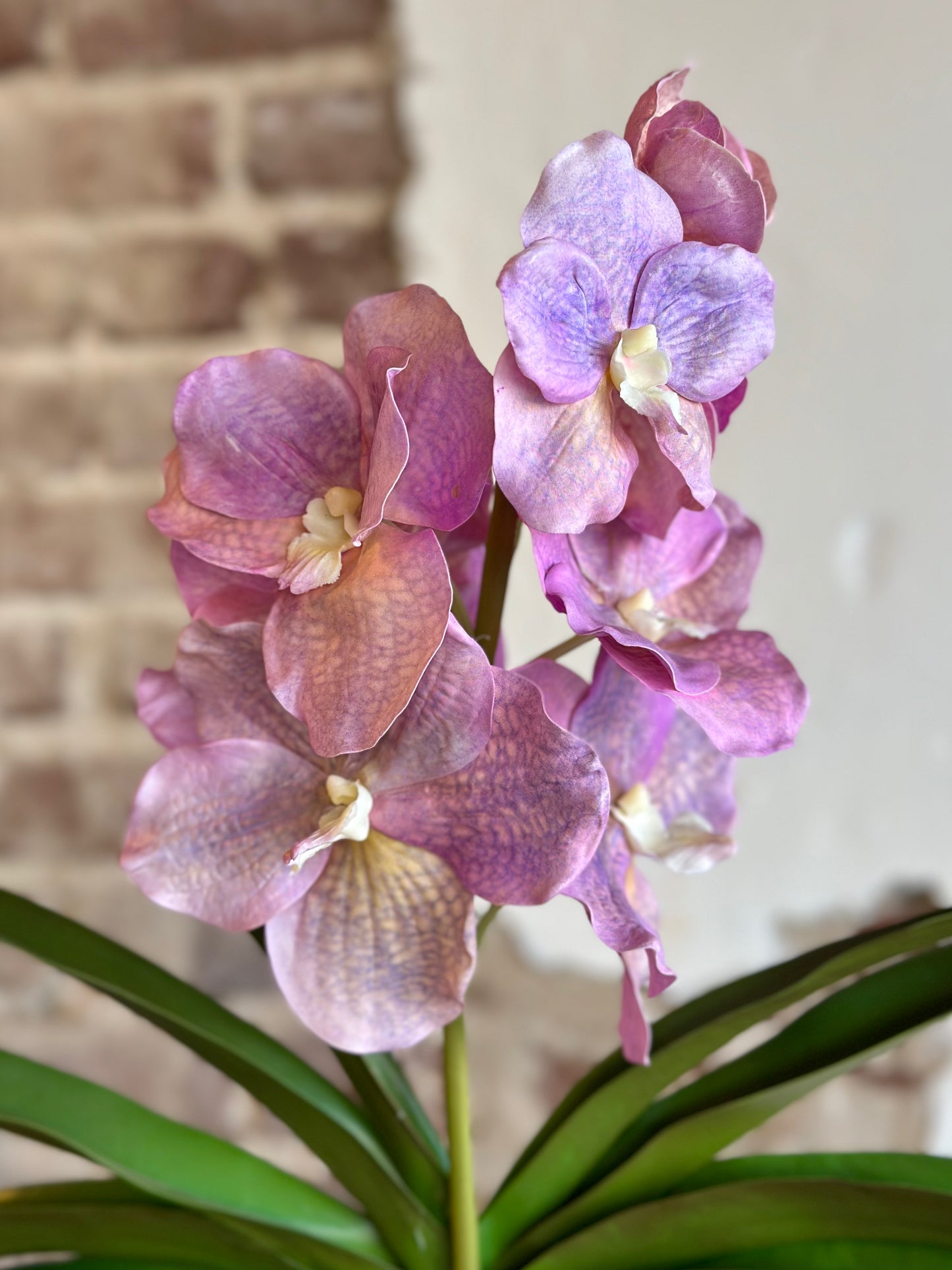 Lilac Orchid with Foliage