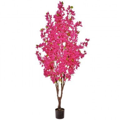 6' Bougainvillea Tree