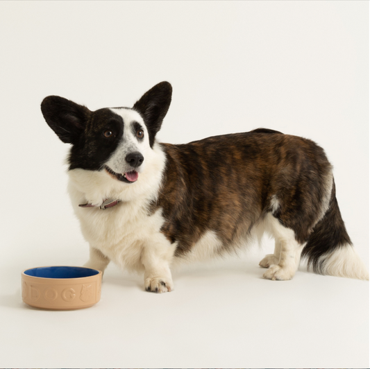 6" Cane & Blue Lettered Dog Bowl