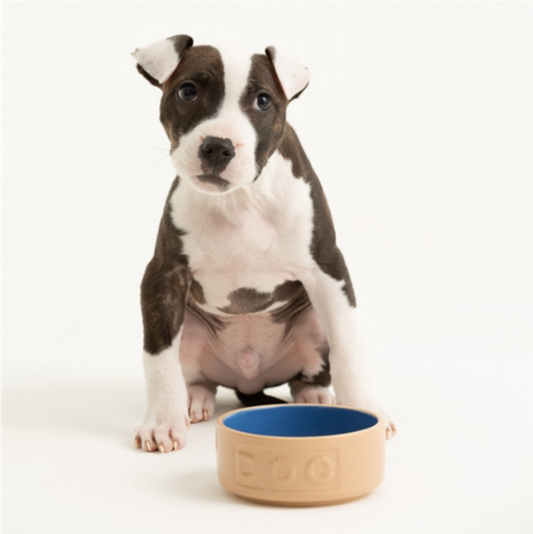 5" Cane & Blue Lettered Dog Bowl