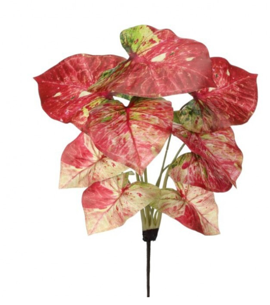 16" Summer Caladium Plant