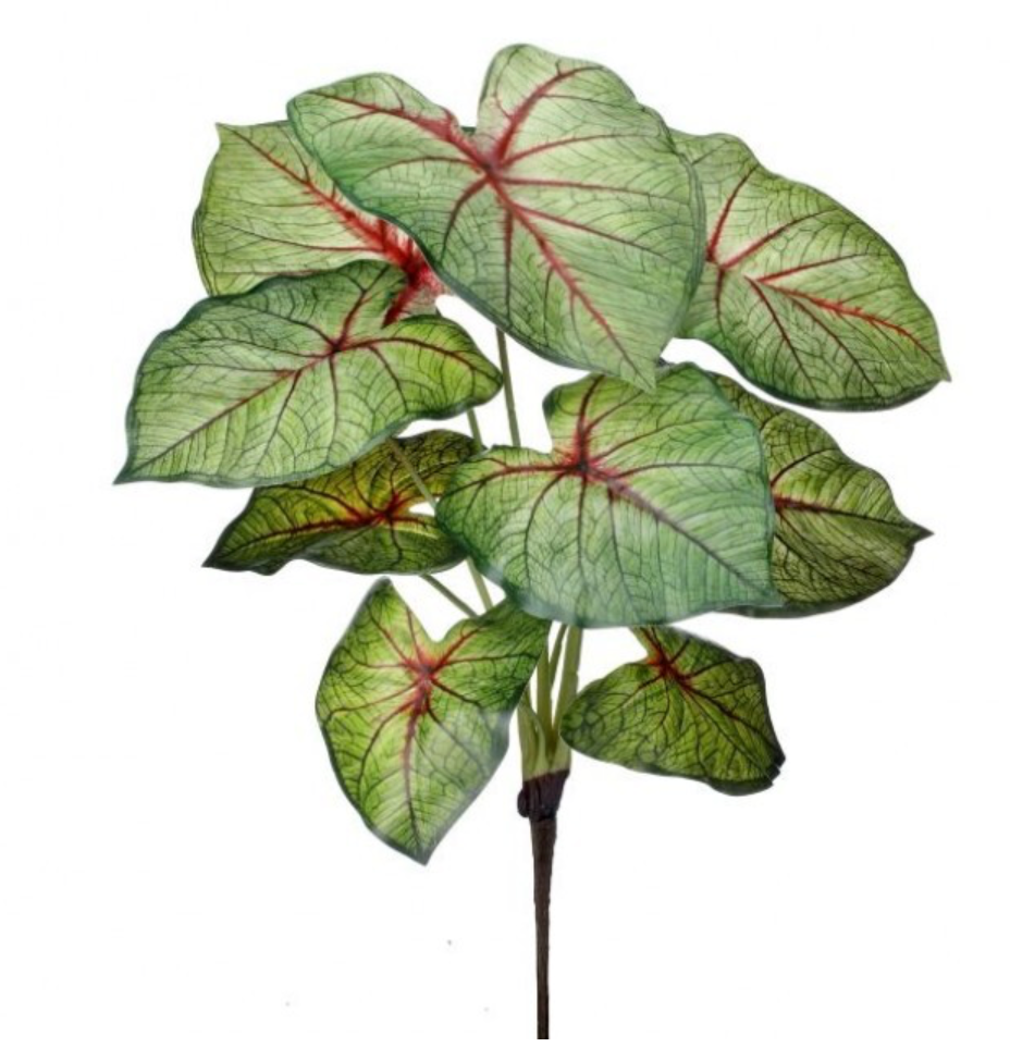 16" Summer Caladium Plant