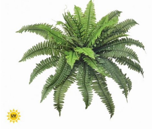 30" UV-Rated Estate Boston Fern