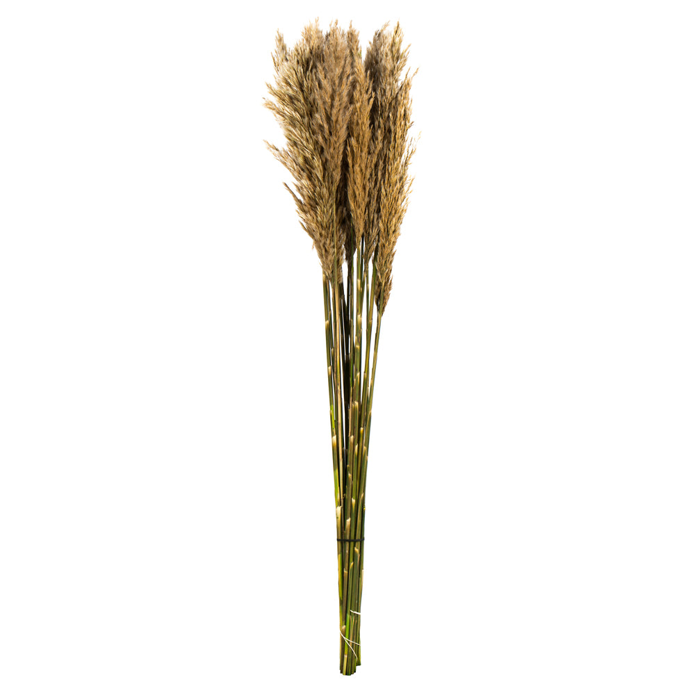 36" Ivory Plume Reed Bundle (15-20 stems), Preserved