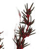 22-26" Red Grabia, 5-6 oz Bundle, Preserved