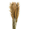 36" Ivory Plume Reed Bundle (15-20 stems), Preserved