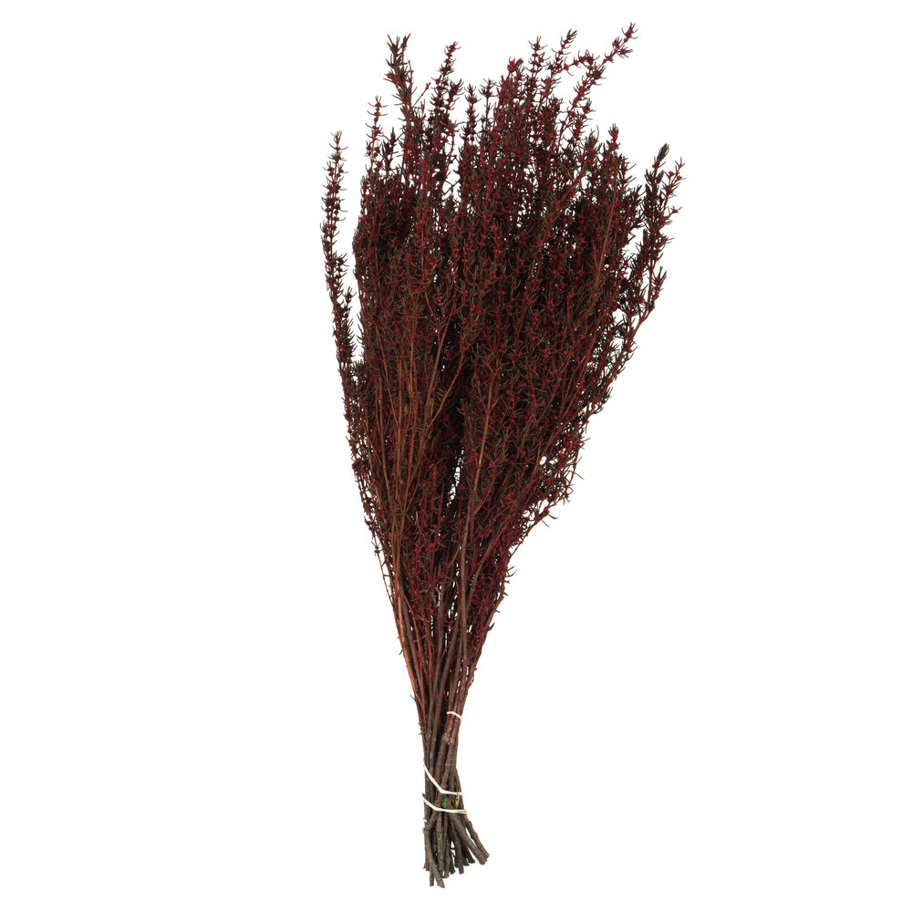 22-26" Red Grabia, 5-6 oz Bundle, Preserved