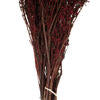 22-26" Red Grabia, 5-6 oz Bundle, Preserved