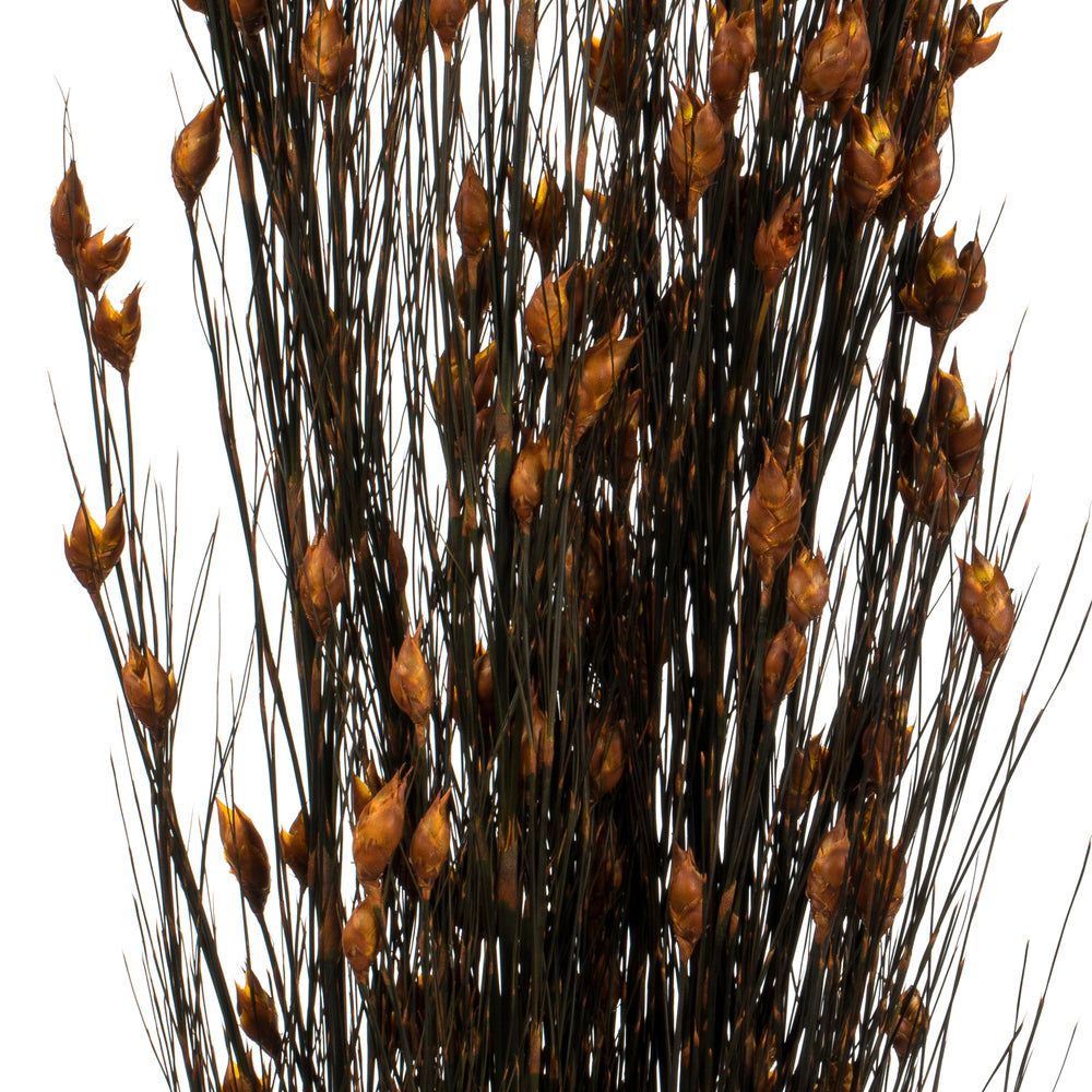 36-40" Autumn Bell Grass with Seed Pods, 8-9 oz Bundle, Preserved