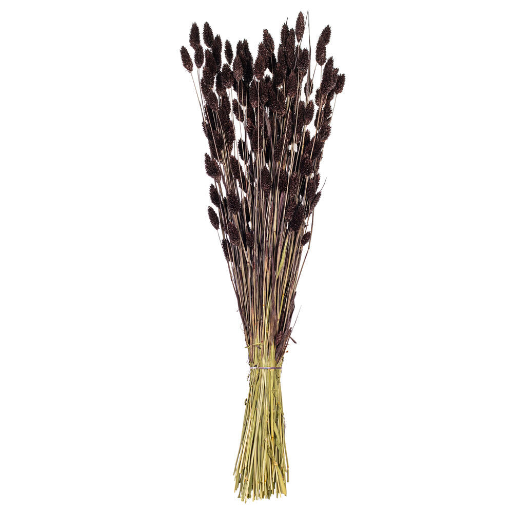 26" Dried Brown Phalaris Bunch, 7 oz