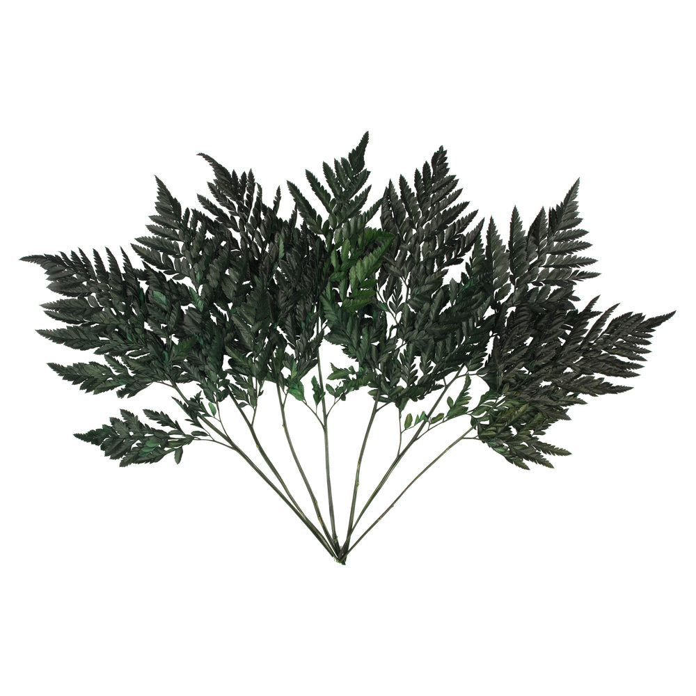 12-15" Fern Green Fern-Leatherleaf, 6 stems, Preserved